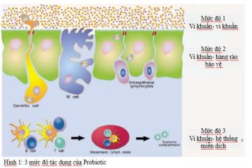 Vì sao sử dụng probiotics có thể giúp giảm triệu chứng trầm cảm?